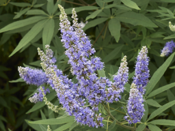 vitex_agnus_castus_2014395721