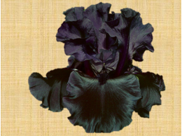 black_is_black