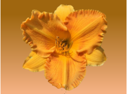 orange_nassau