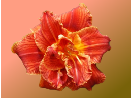 paprika_flame_1427363194