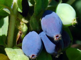 fruits-of-lonicera-caerulea-subsp-kamtschatica-kamchatka-tolbachik-3