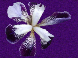 japanesque_1