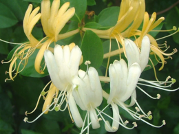 lonicera_japonica_1053872384