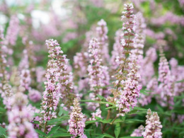 vitex_rosea