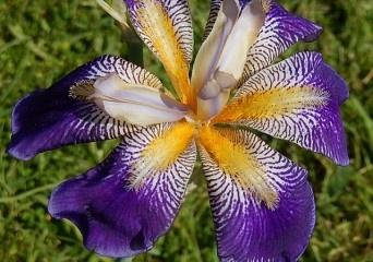 Grand iris de jardin novelty flatty Rhythm