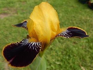 Arc en ciel Bumblebee deelite Iris de jardin de table MTB