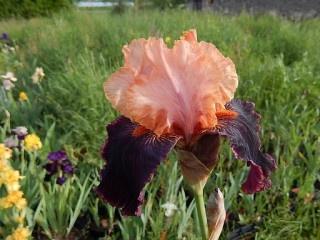 Arc en ciel Sopra il vulcano Iris de jardin de bordure