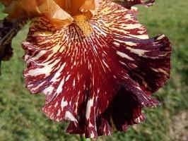 Iris de jardin novelty broken color Spice tiger 