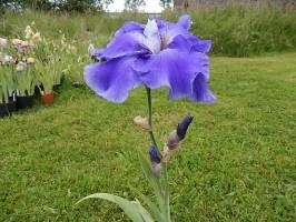 Iris de jardin novelty flatty Judy Mogil