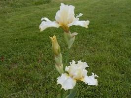 Iris de jardin novelty space age Purr form mints