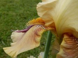 Iris de jardin novelty space age Thornbird