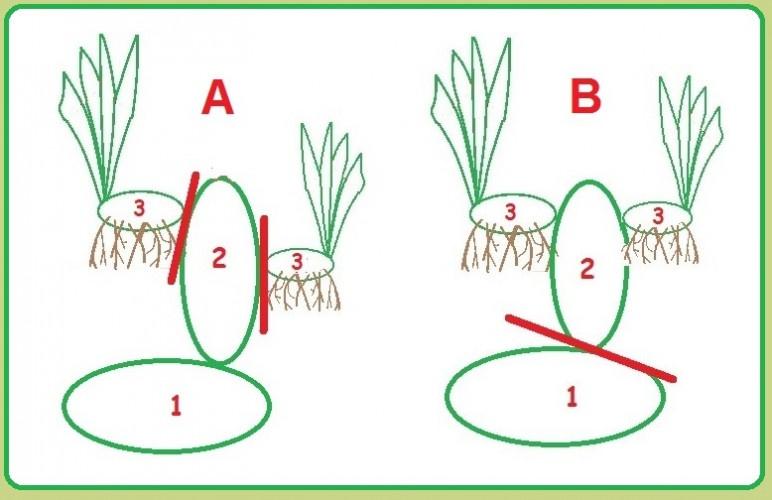 7 Iris de jardin division de la touffe. Séléction en 1 ou 2 jeunes rhizomes à replanter
