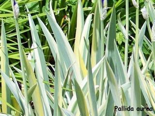 Grand iris de jardin novelty Pallida aurea